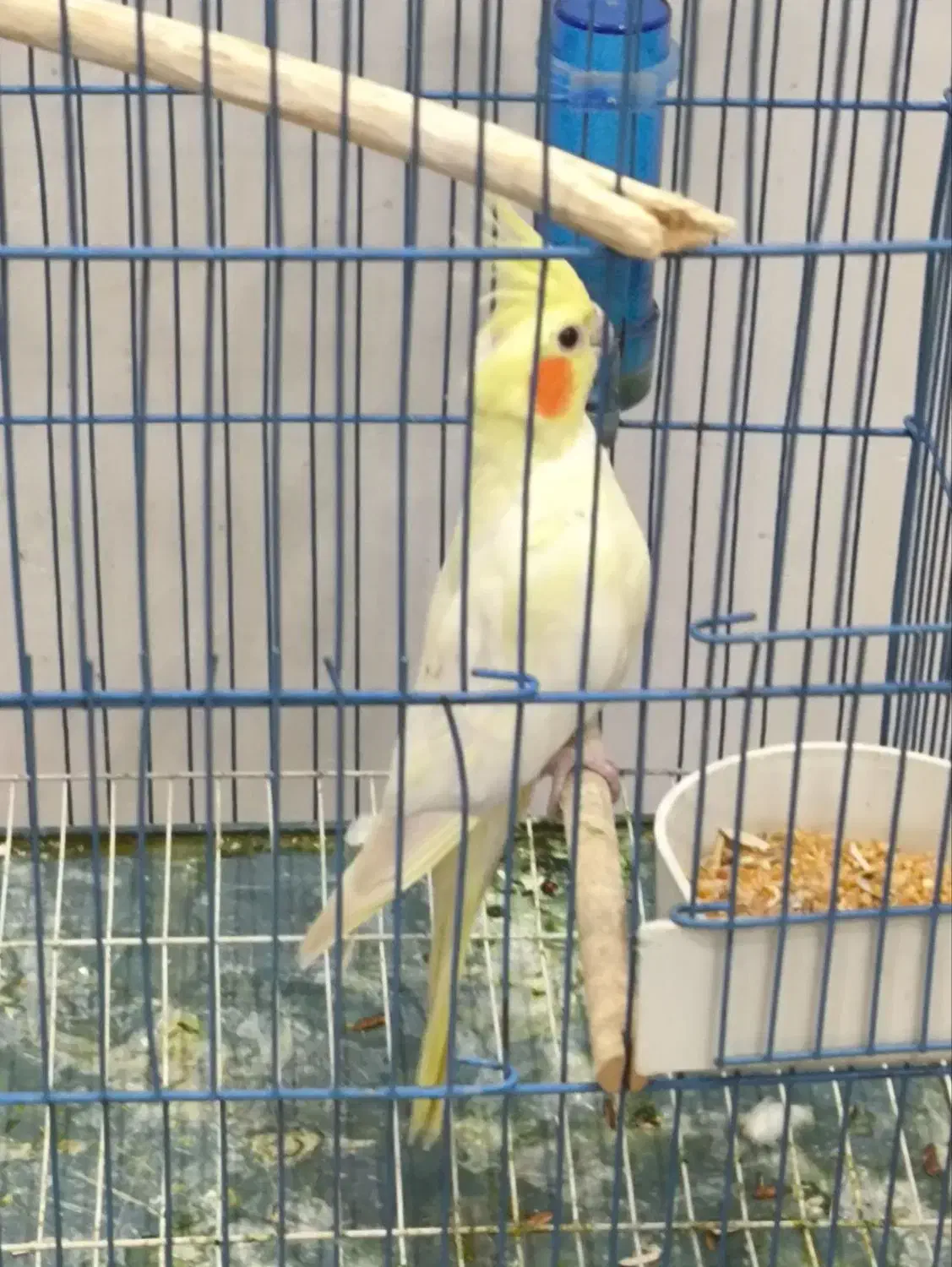 طوطی عروس|پرنده|رشت, کوی حسینی|دیوار