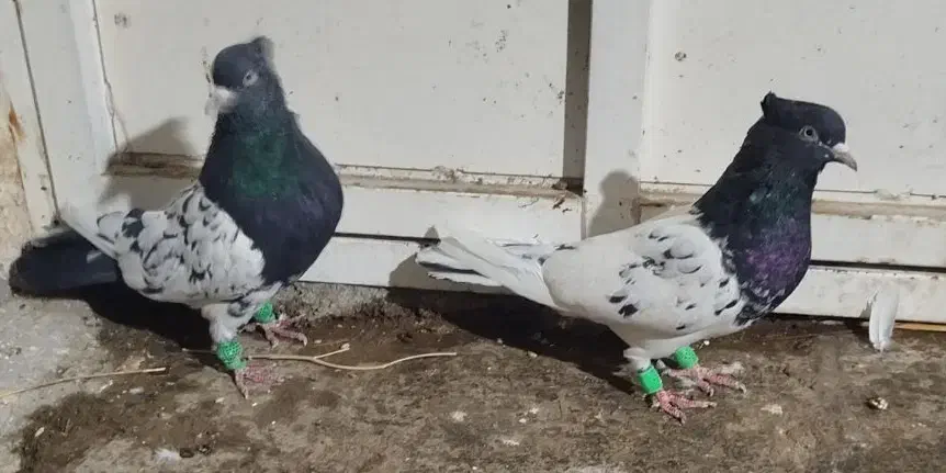 کله سیاه نرماده|پرنده|مرودشت, فرهنگ|دیوار