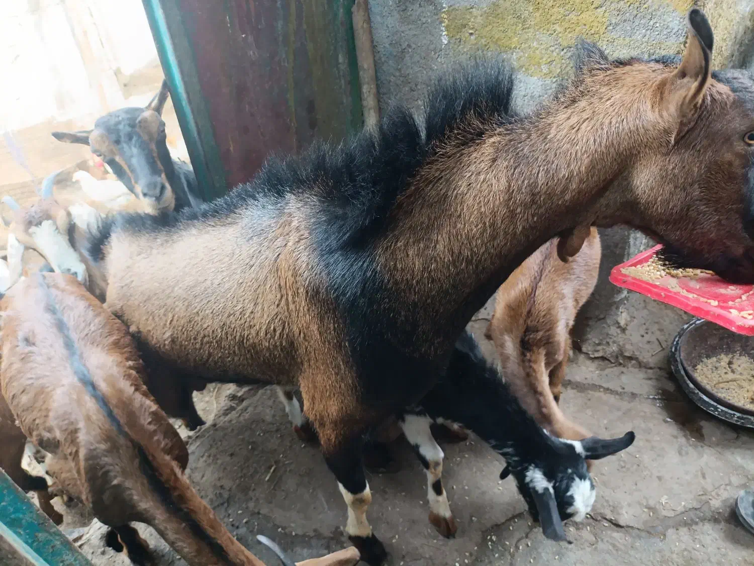 کهره نری|حیوانات مزرعه|قشم, |دیوار