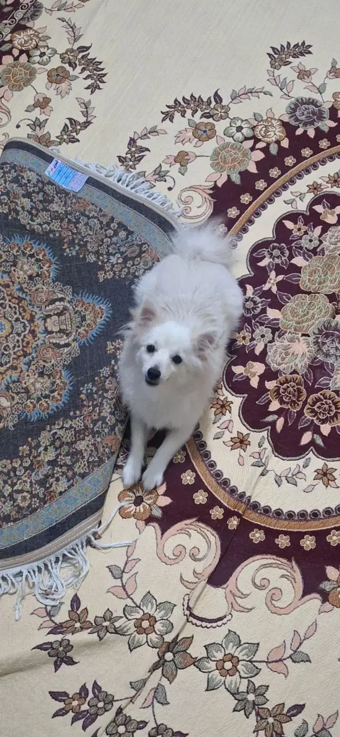 پامرین روباهی|سگ|اندیشه, اندیشه فاز ۱|دیوار