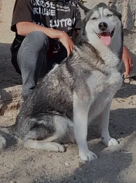 سگ حاسکی|سگ|مشهد, انقلاب|دیوار