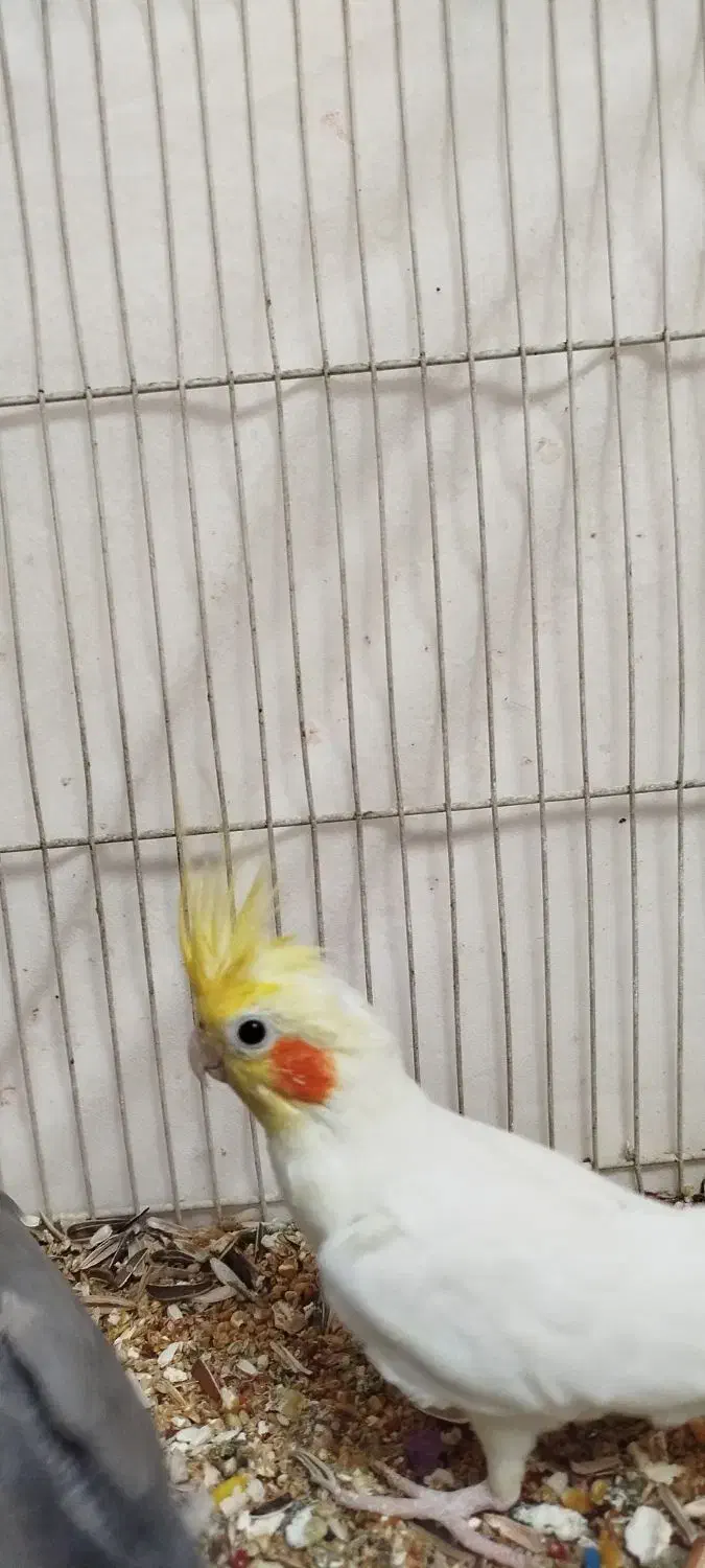 عروس هلندی لتینو|پرنده|مشهد, امیرآباد|دیوار