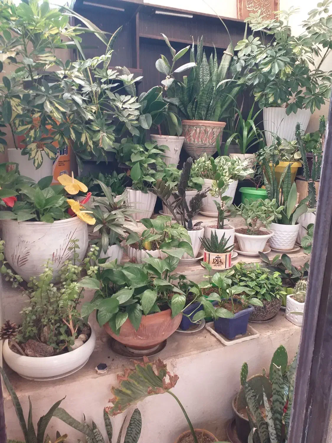 گل های طبیعی|گل و گیاه طبیعی|محمدیه-قزوین, |دیوار