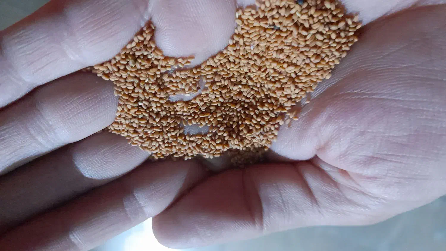 بذر کاملینا|عمده‌فروشی|سیلاخور, |دیوار