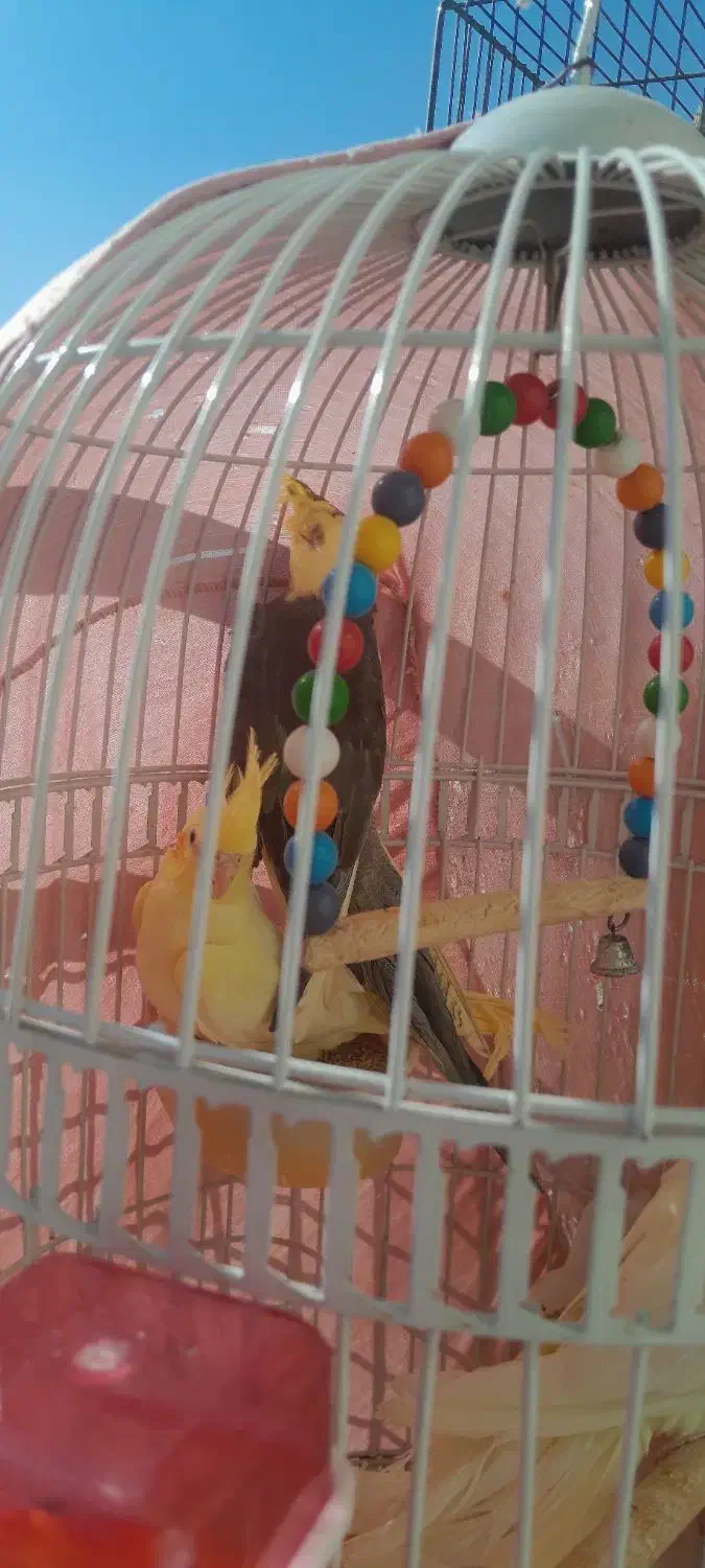 جوجه عروس هلندی به شرط حرف زدن|پرنده|گلپایگان, |دیوار