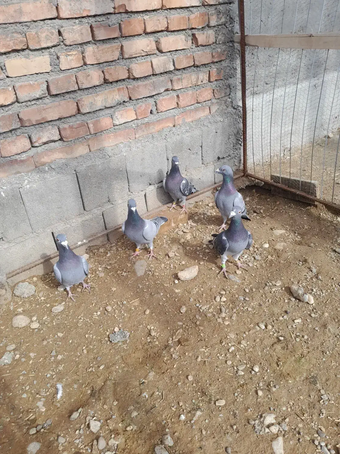 کبوتر پلاکی|پرنده|لیلان, |دیوار