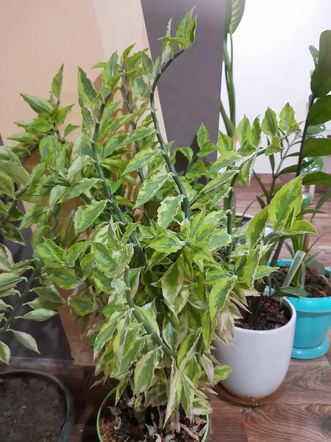 گل و گیاه|گل و گیاه طبیعی|کرج, باغستان|دیوار