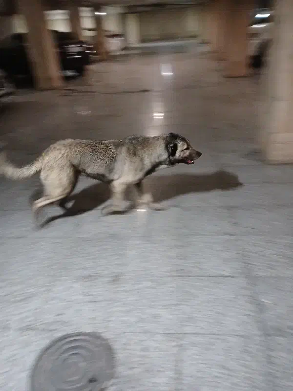 سگ پیدا شده|حیوانات|تهران, ایوانک|دیوار