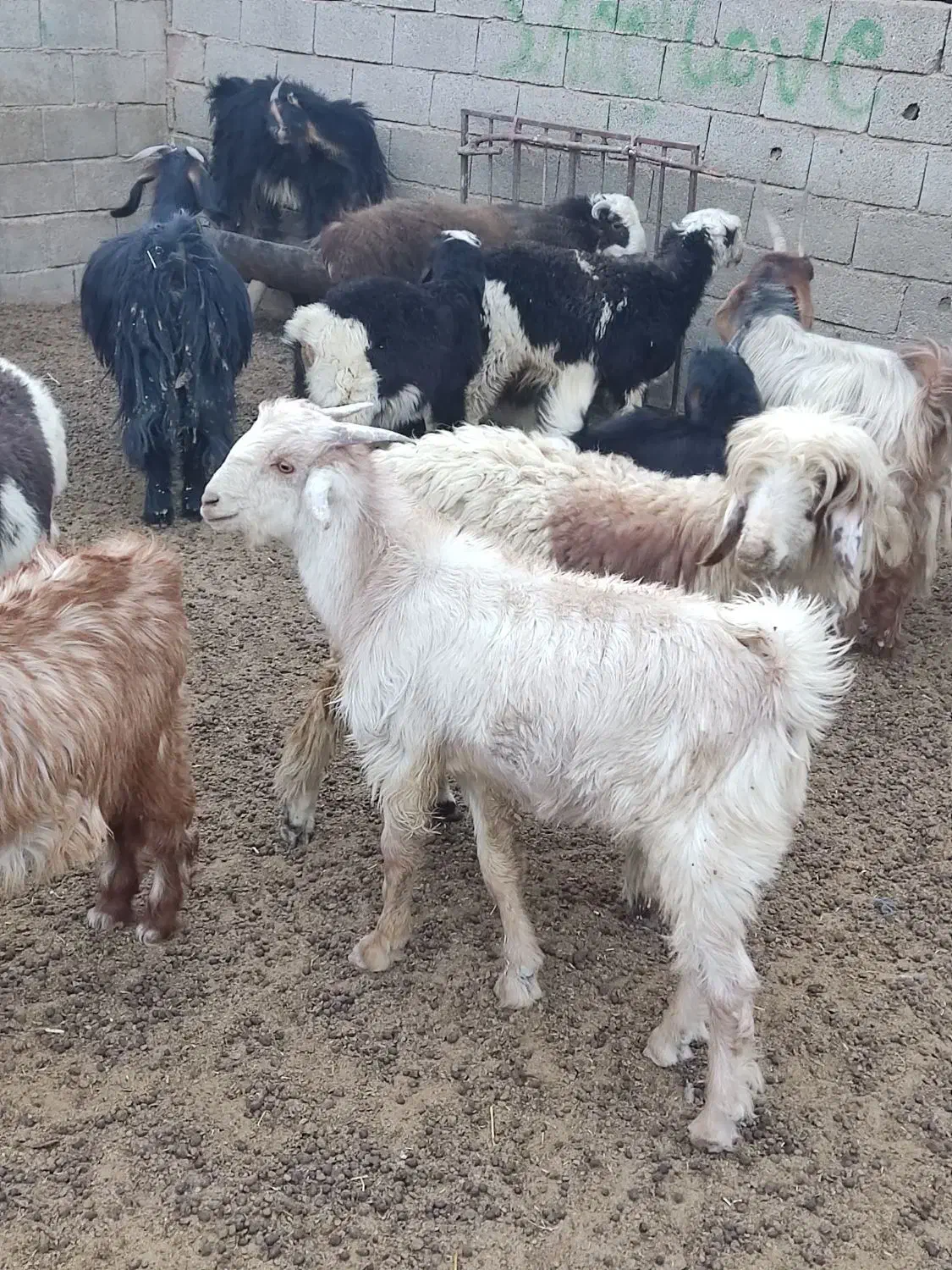 کهره نر و ماده درجه یک|حیوانات مزرعه|زرقان, |دیوار