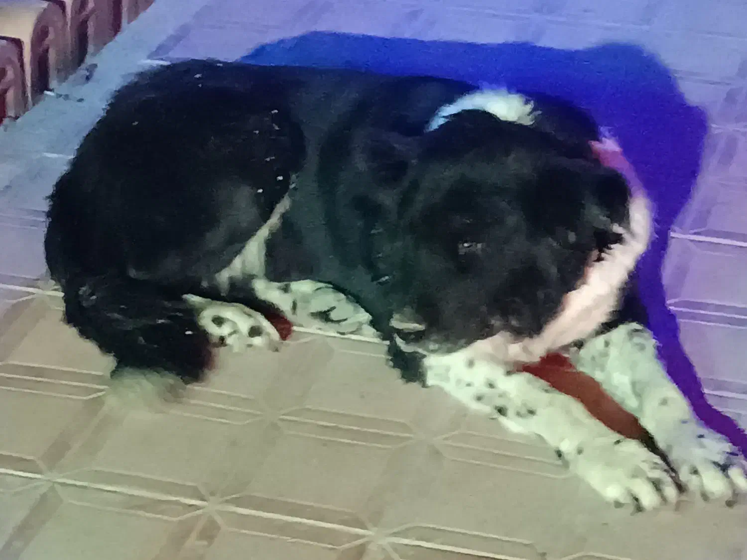 واگذاری سگ قدرجونی|سگ|ابریشم, |دیوار