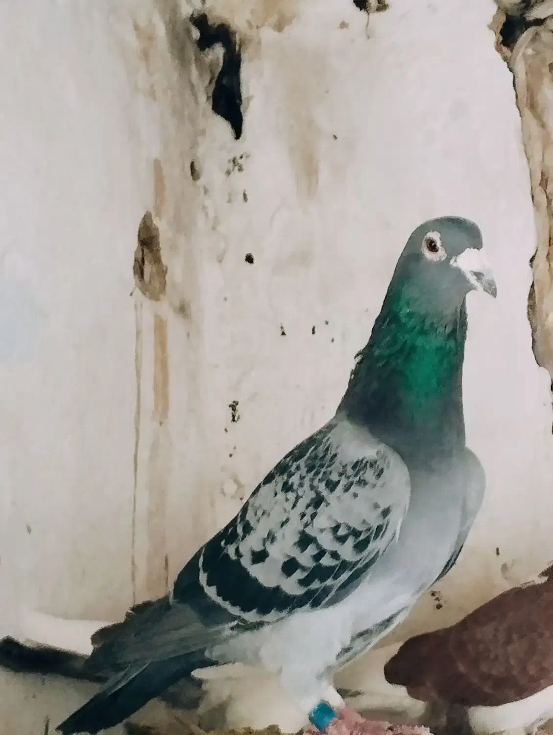 پلاکی نر|پرنده|لالجین, |دیوار