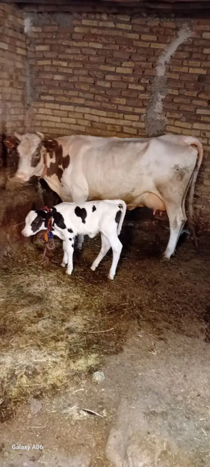 گاو|حیوانات مزرعه|ضیاء آباد, |دیوار