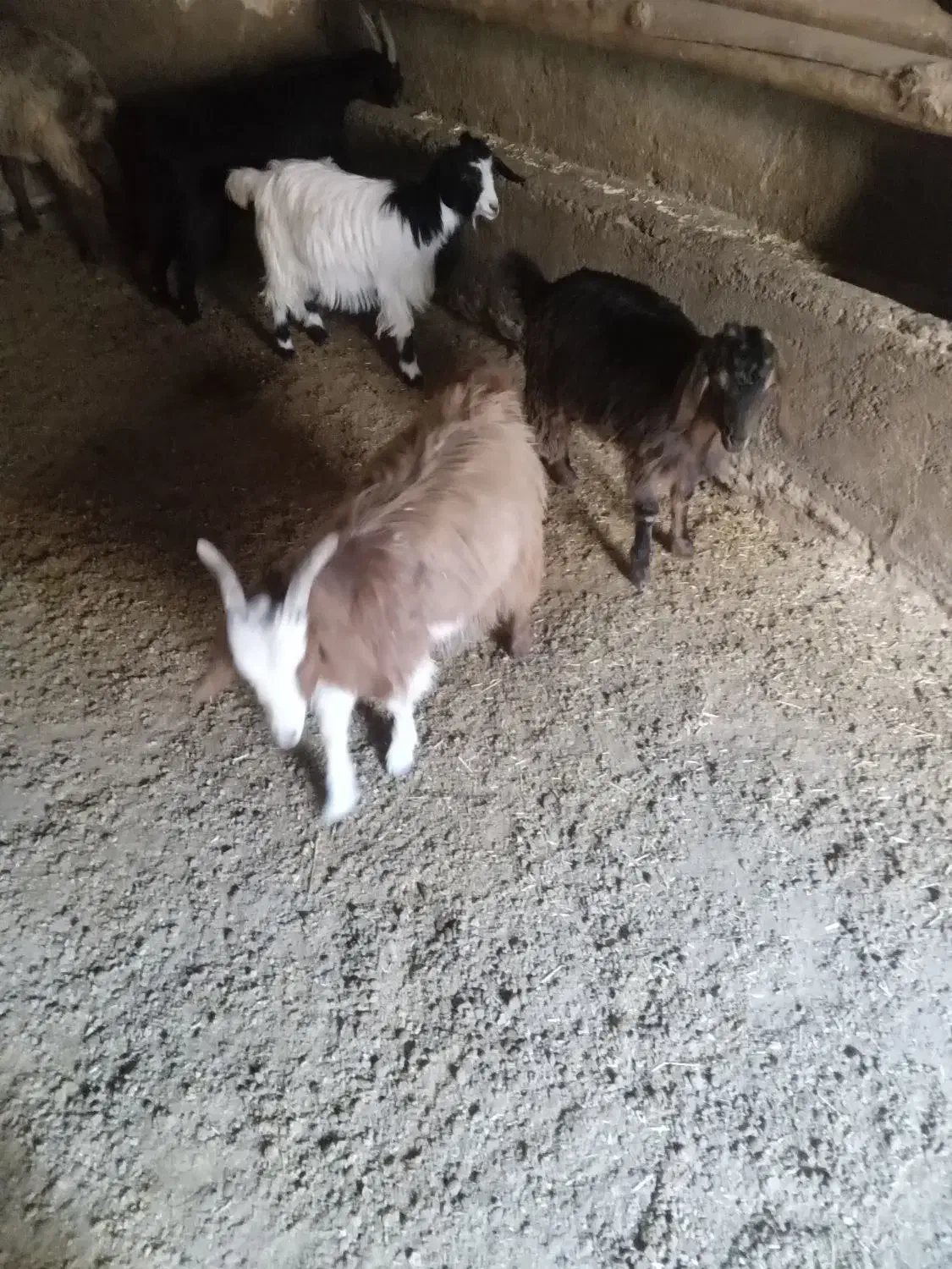 ۴ عدد بزغاله نر وماده چاق و گوشتی فروش فوری|حیوانات مزرعه|شیروان (خراسان), |دیوار