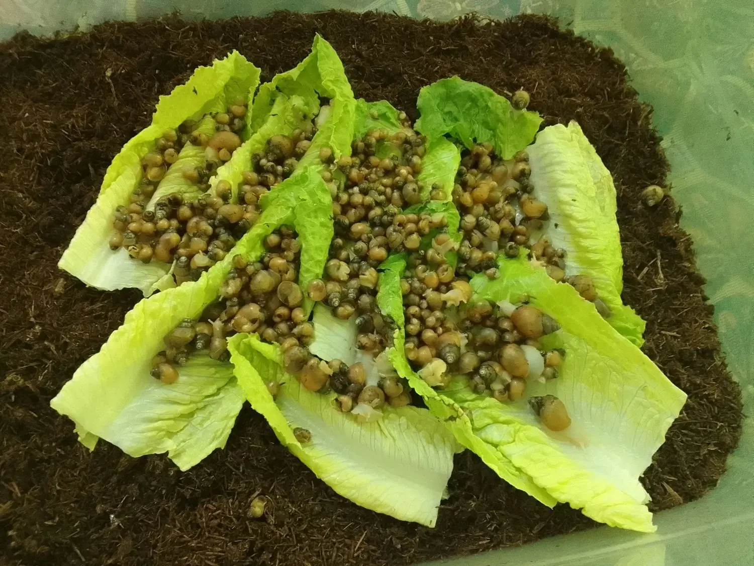 حلزون|خزنده|آبادان, |دیوار