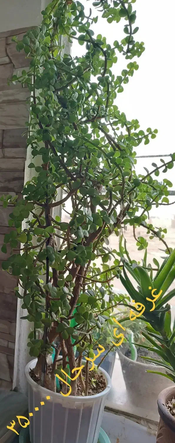 فروش گل گیاه آپارتمانی با گلدان ب علت کمبودجا|گل و گیاه طبیعی|اسلام‌شهر, شهرک واوان|دیوار