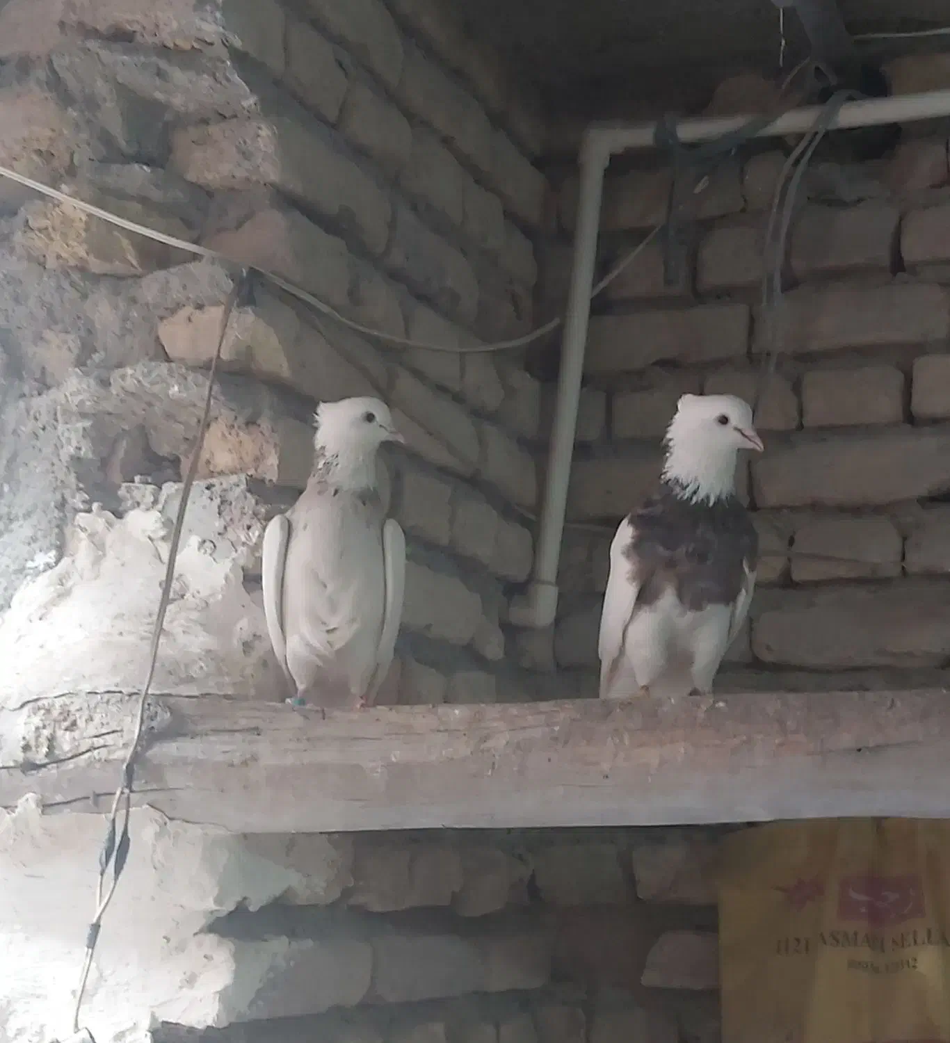 طوقی|پرنده|خمینی‌شهر, |دیوار