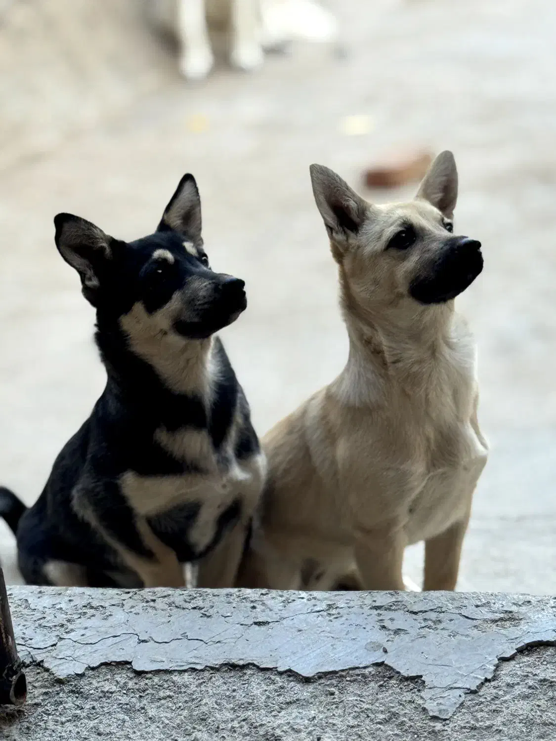 سگ مینیاتور پینچر|سگ|کنگاور, |دیوار