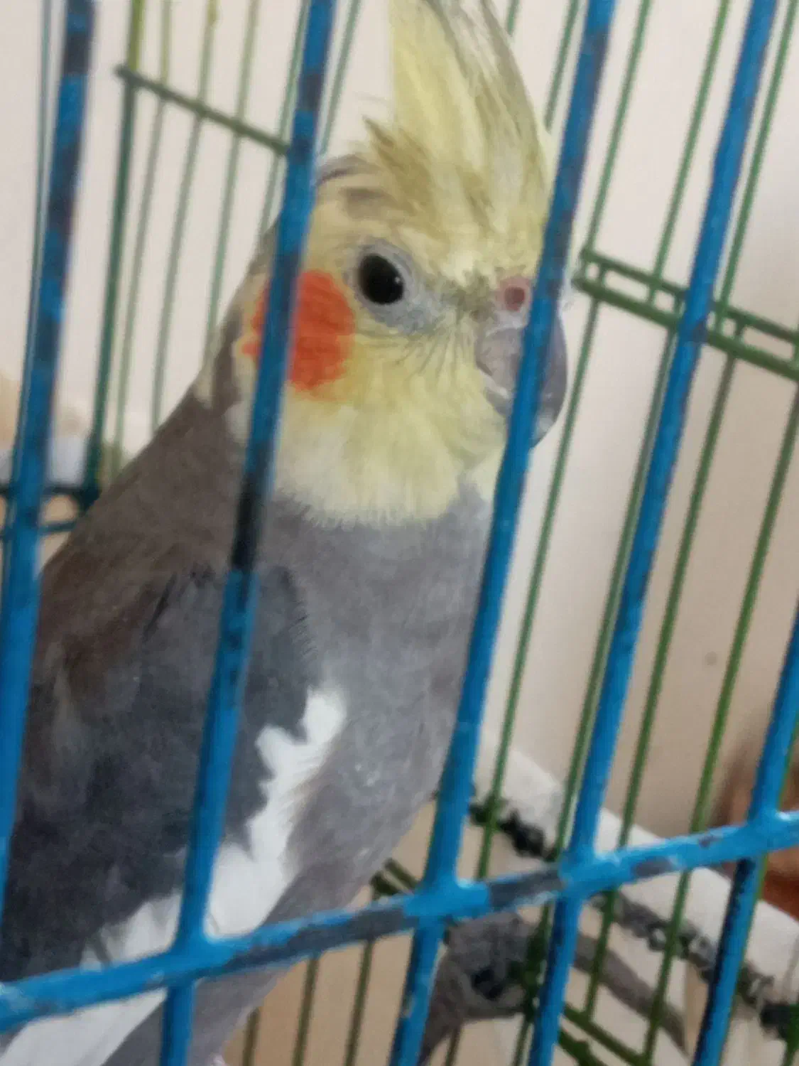 عروس هلندی قشنگ|پرنده|گلستان (تهران), |دیوار