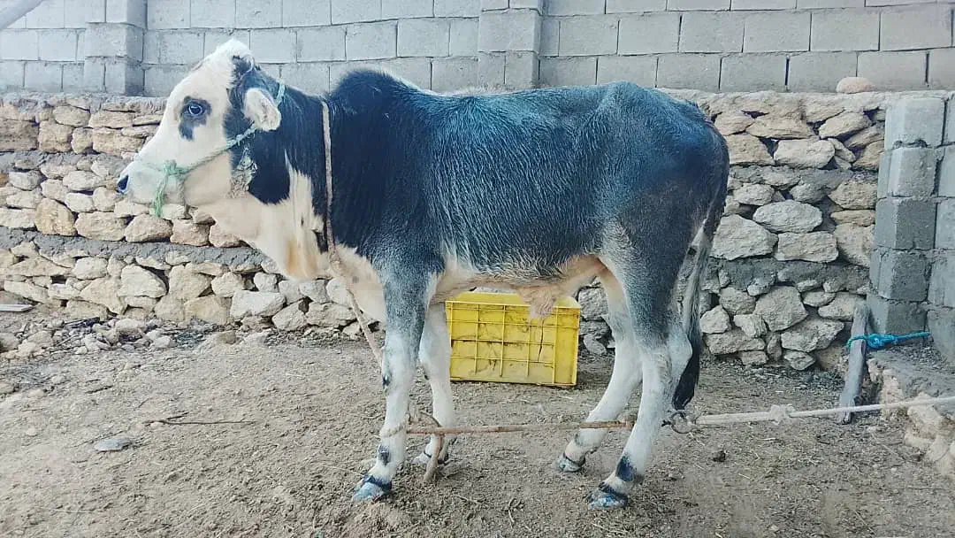 گاو نر|حیوانات مزرعه|قشم, |دیوار