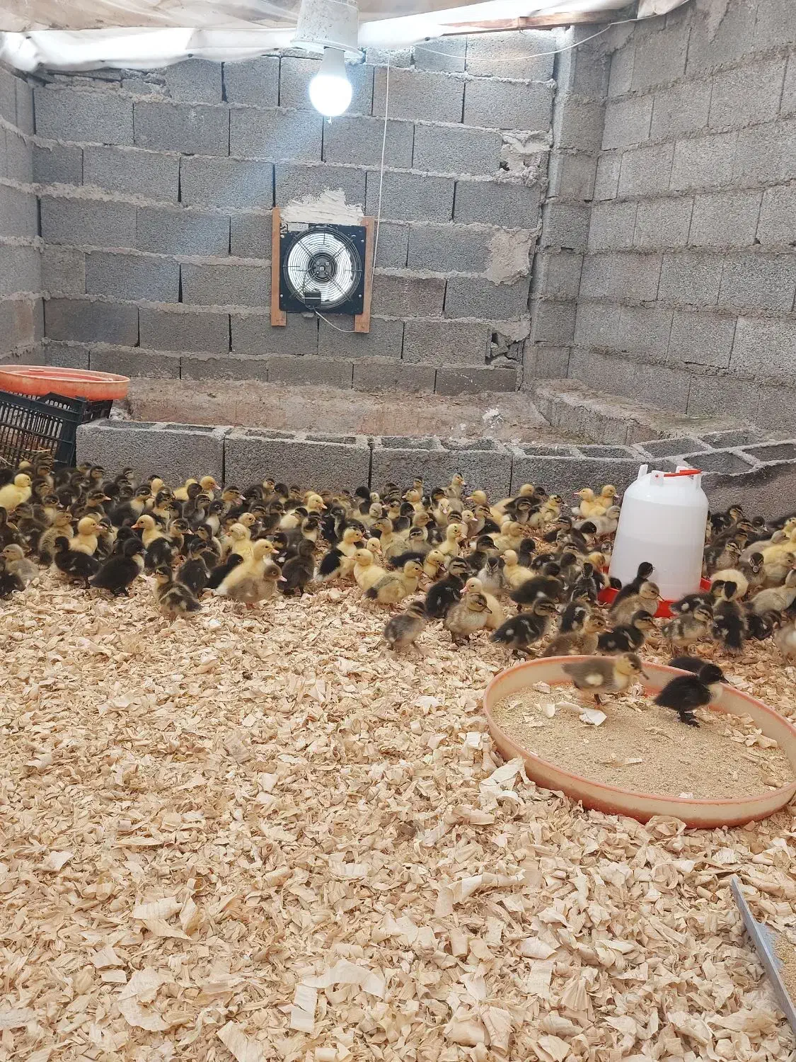 جوجه اردک محلی|حیوانات مزرعه|رشت, حومه رشت|دیوار