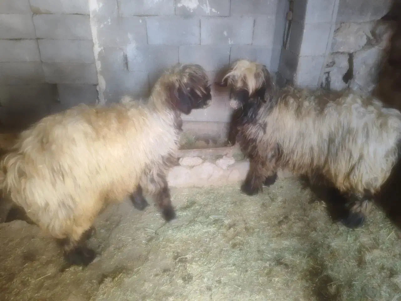 فروش 14میش ابستن ترکی اصل|حیوانات مزرعه|کوهرنگ, |دیوار