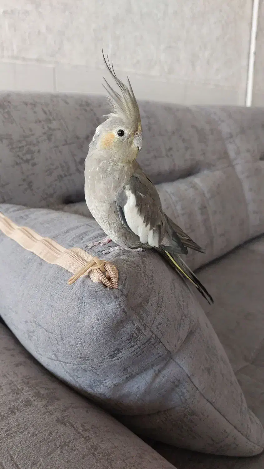 عروس هلندی ماده فروشی|پرنده|زرند, |دیوار