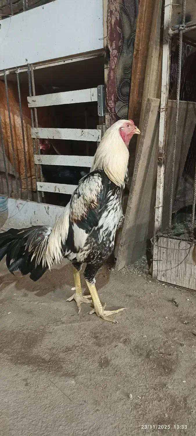 خروس لاری|حیوانات مزرعه|مهاباد (آذربایجان غربی), |دیوار