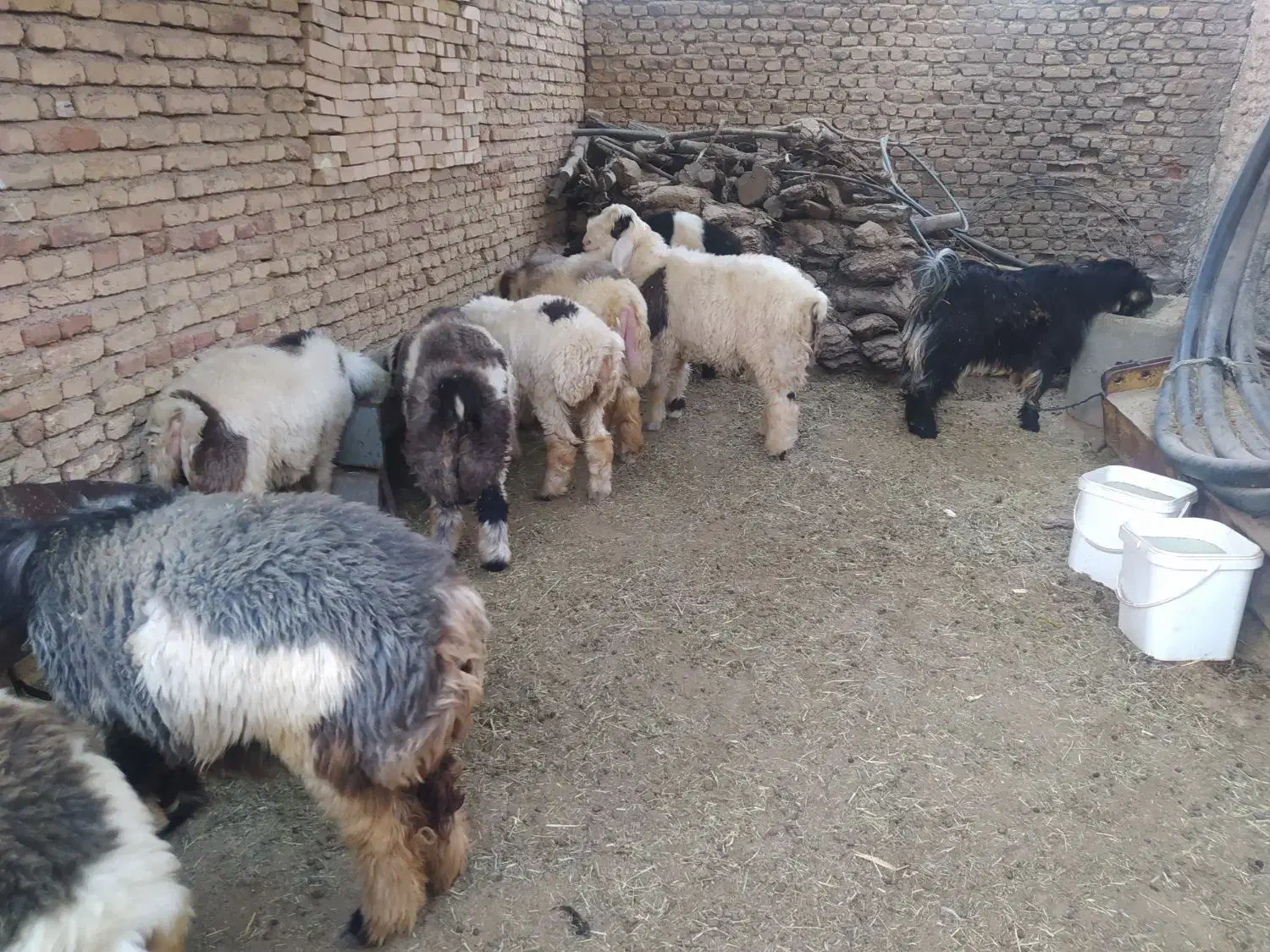 بره پرواری|حیوانات مزرعه|کوهرنگ, |دیوار