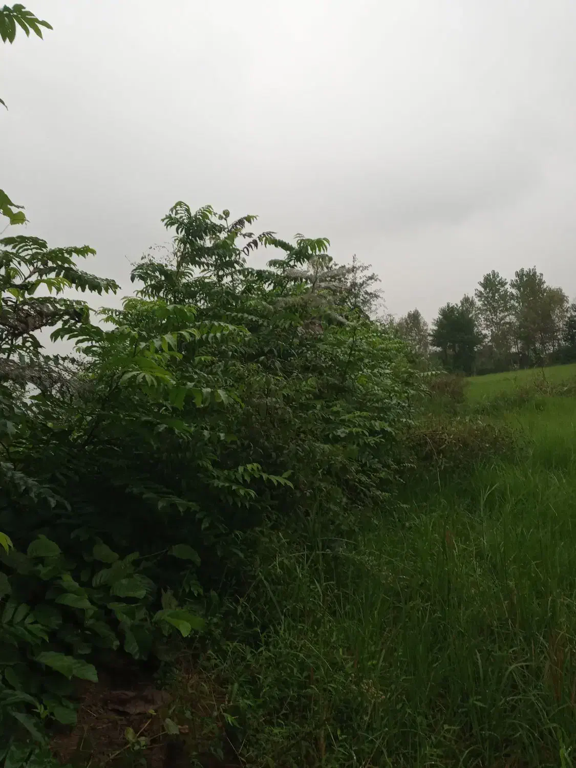 سمپاشی علفهای هرز باغات با دستگاه اتوماتیک برقی|خدمات باغبانی و درختکاری|فومن, |دیوار