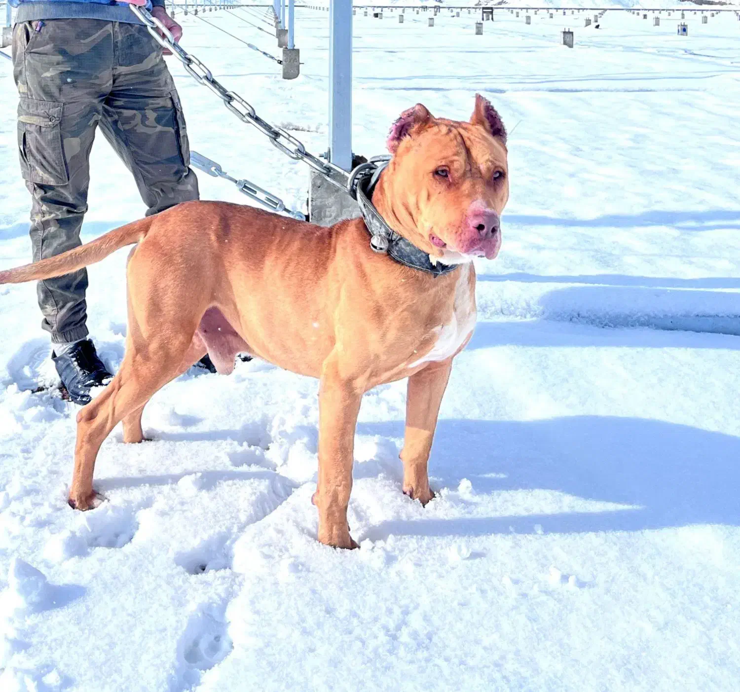 سگ پیت بول|سگ|شیروان (خراسان), |دیوار