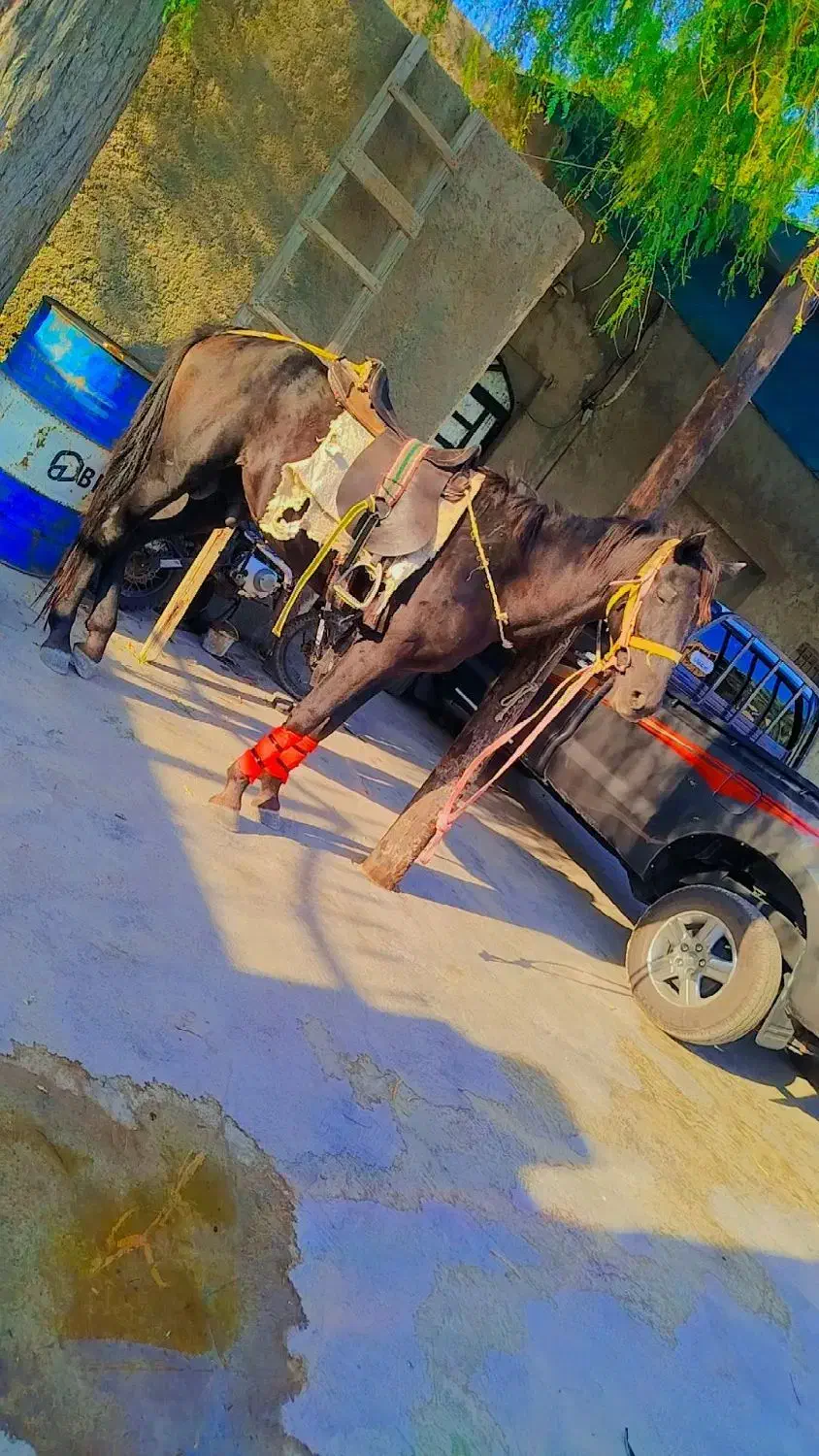 اسب ارام|اسب و تجهیزات اسبسواری|خمیر, |دیوار