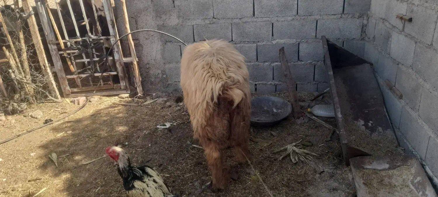 تعداد گوسفند  فروشی  فاریاب|حیوانات مزرعه|فاریاب, |دیوار