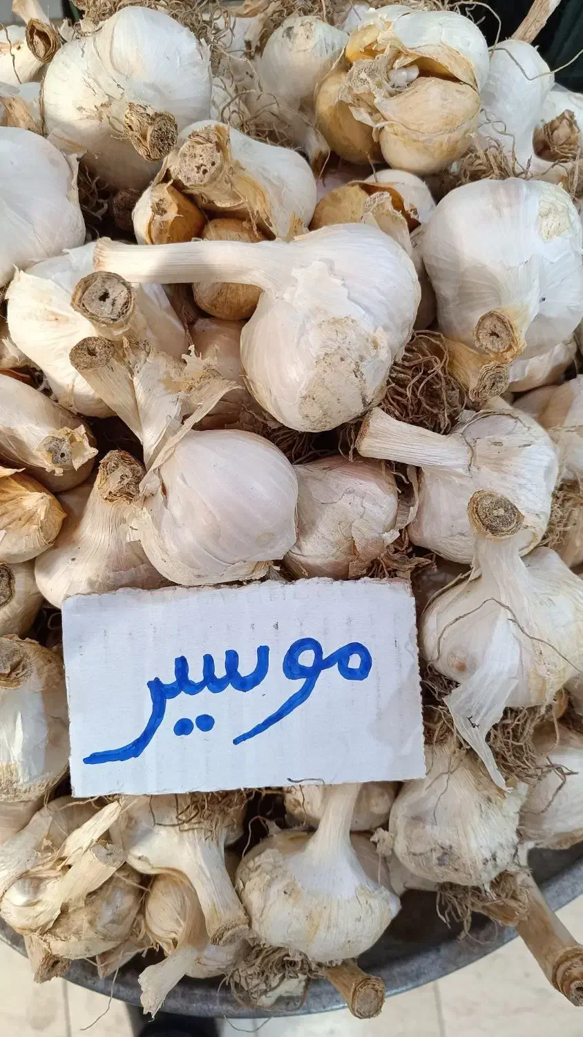 موسیر برا غذا و بذری برا کاشت|خوردنی و آشامیدنی|ساری, |دیوار