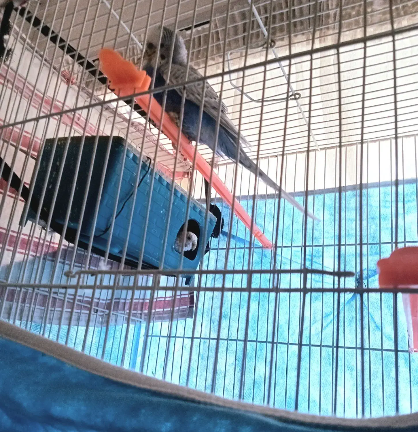 مرغ عشق|پرنده|بیرجند, |دیوار