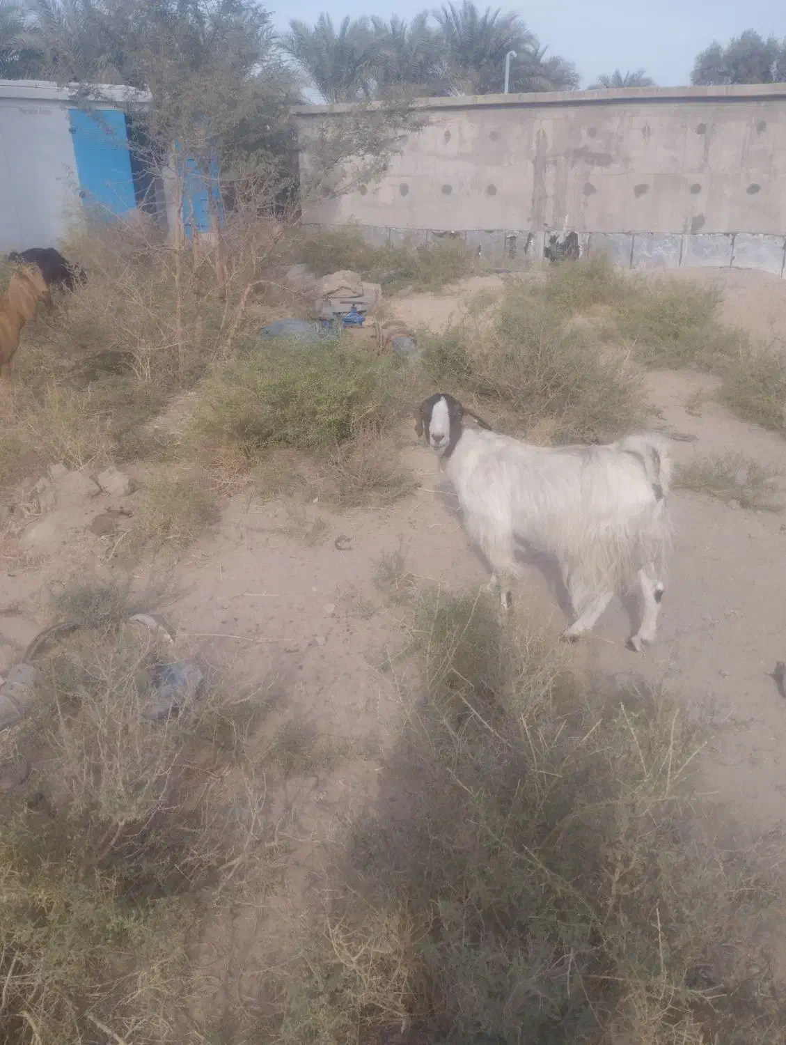 بز تالی نجاتدار لنگ جمل|حیوانات مزرعه|بم, |دیوار