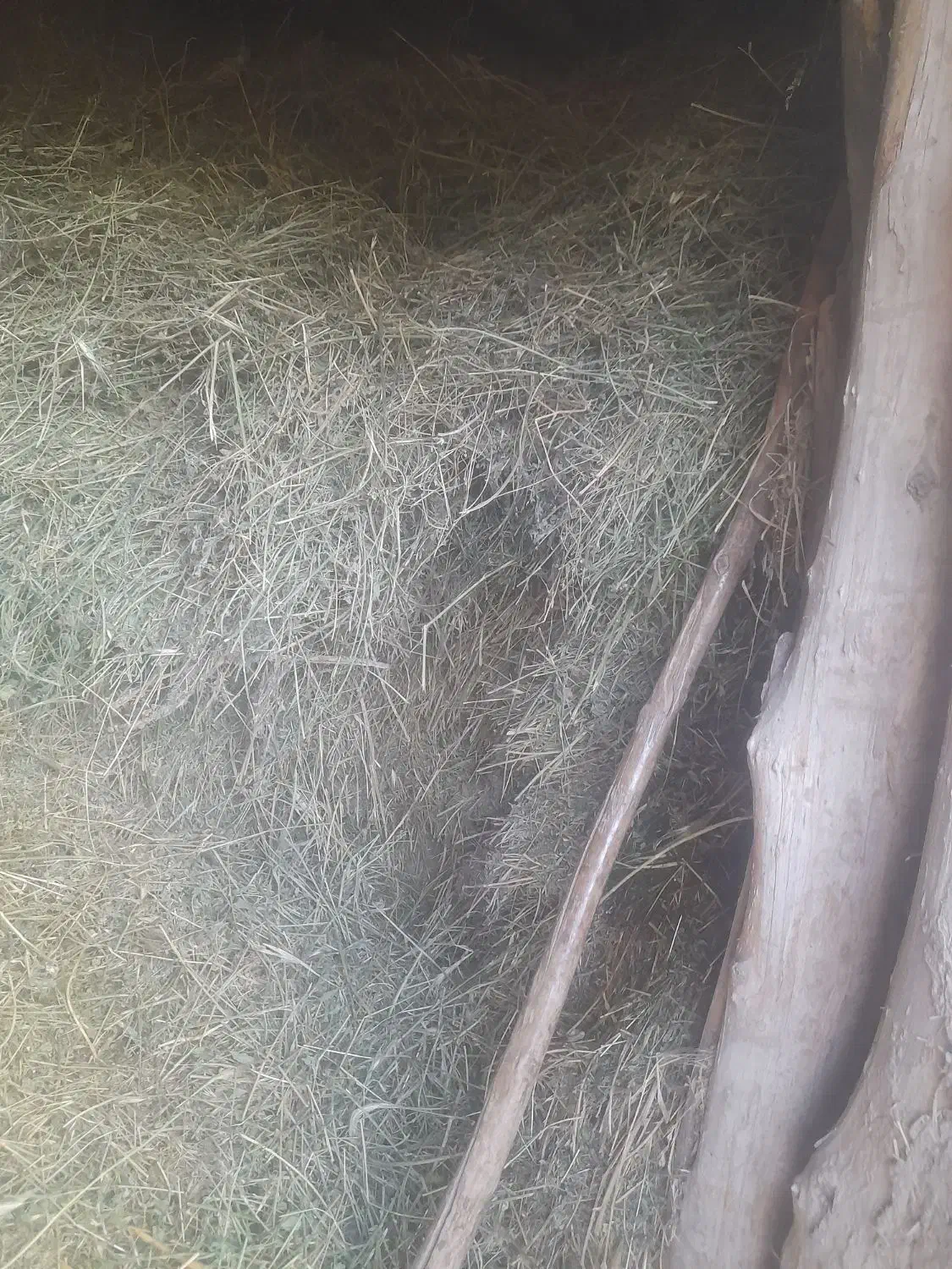 یونجهتمیز|حیوانات مزرعه|زرین دشت (همدان), |دیوار