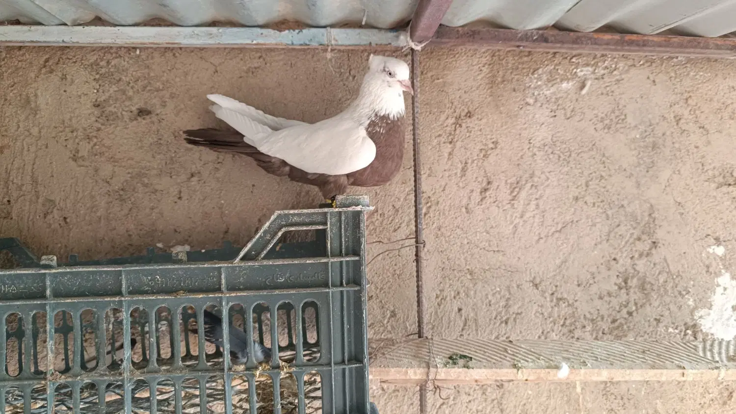 کفتر|پرنده|سردرود, |دیوار