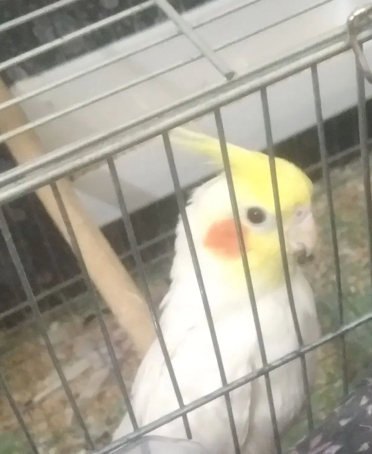 عروس هلندی|پرنده|گرگان, |دیوار