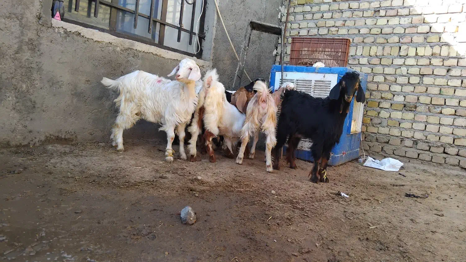 بزغاله چاق|حیوانات مزرعه|کرج, شهرک رازی (حصارک)|دیوار