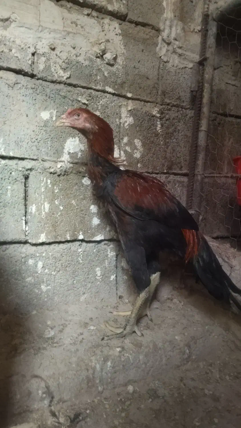 سه عدد لاری اصیل|حیوانات مزرعه|مشگین شهر, |دیوار