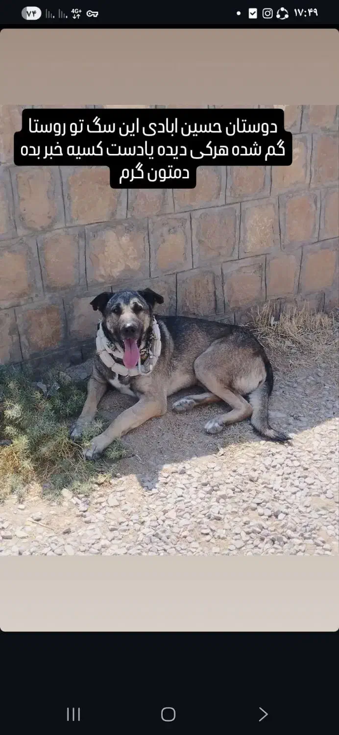 این سگ دزدیده شده|حیوانات|شیروان (خراسان), |دیوار