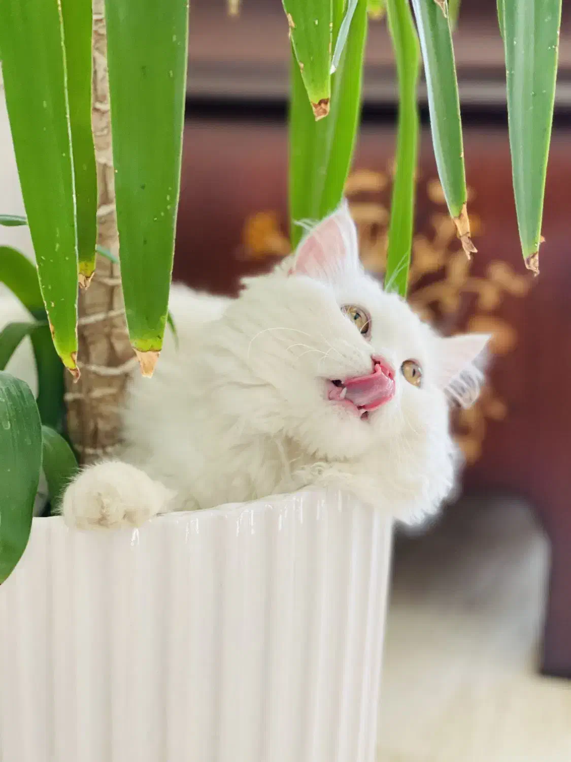 گربه پرشین ماده فروشی|گربه|ارومیه, |دیوار