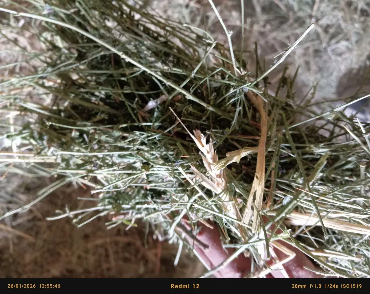 کاه یونجه پیک لاک|لوازم جانبی حیوانات|میان جلگه, |دیوار