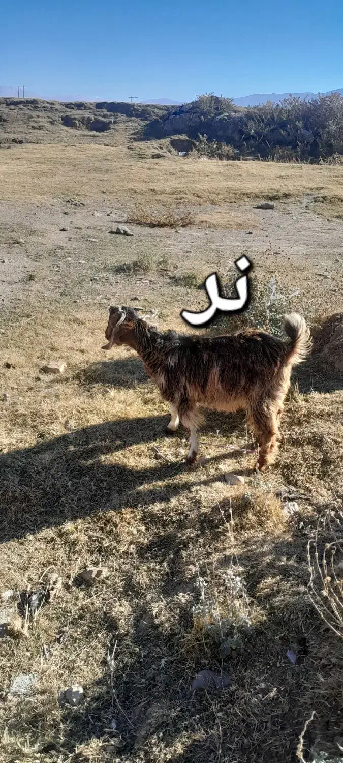 بزغاله نر وماده|حیوانات مزرعه|اهر, |دیوار