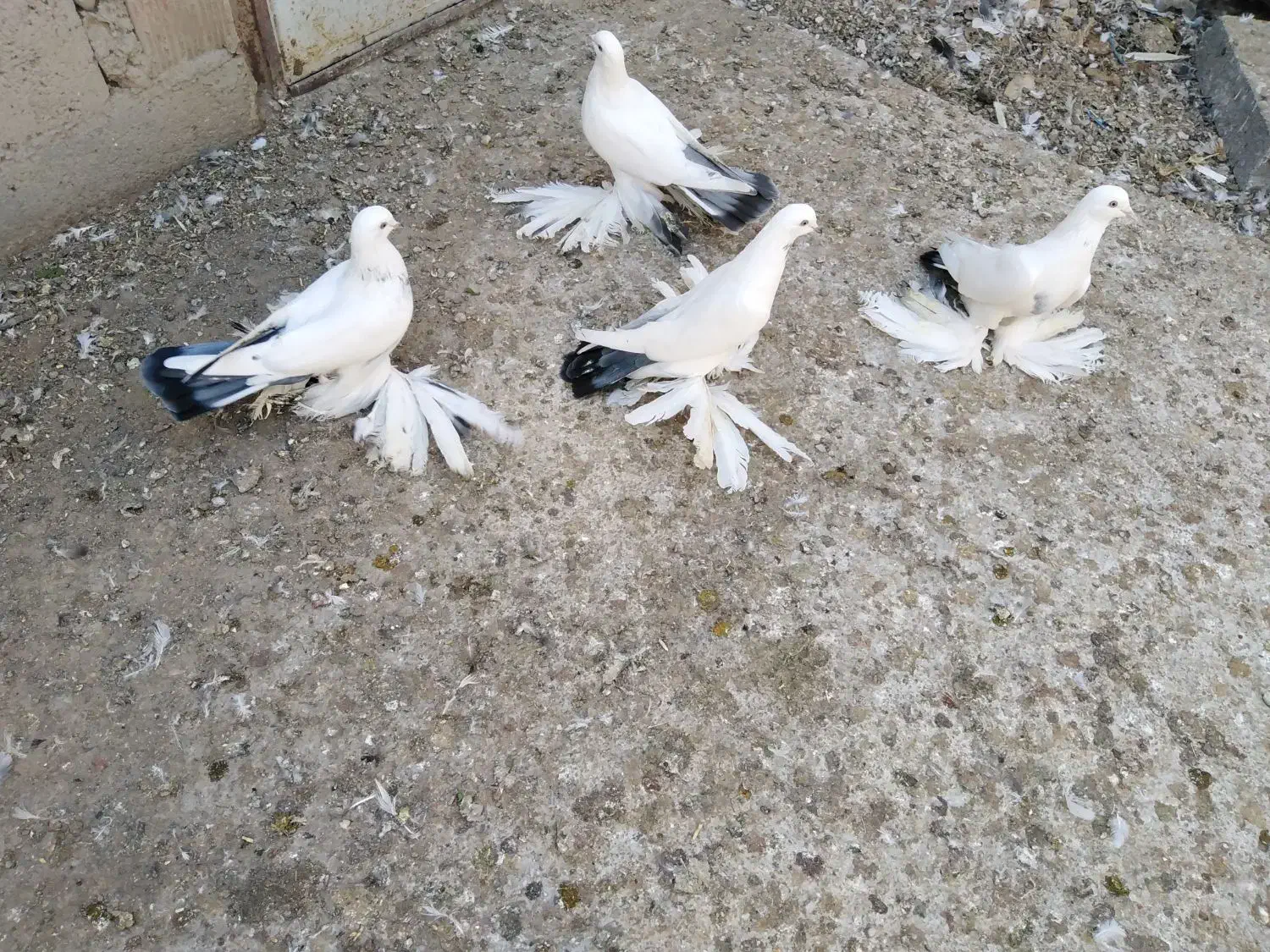 کبوتر، گوی گویروخ ایاخلی|پرنده|خسروشاه, |دیوار