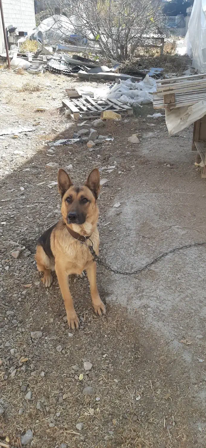 سگ ژرمن اصیل .ماده|سگ|کرمانشاه, |دیوار