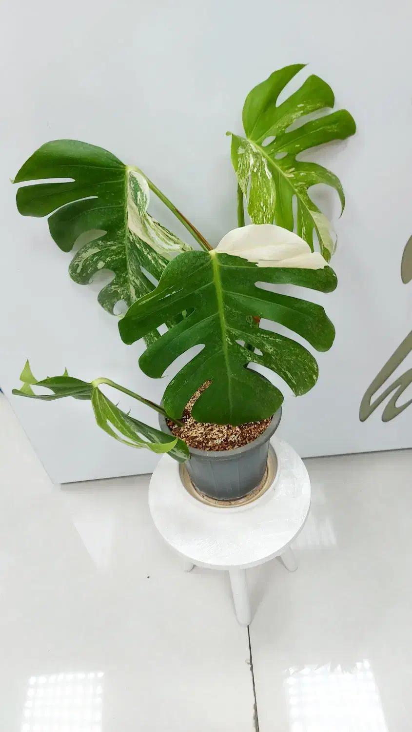 برگ انجیری ابلق|گل و گیاه طبیعی|تهران, تهرانسر شرقی|دیوار