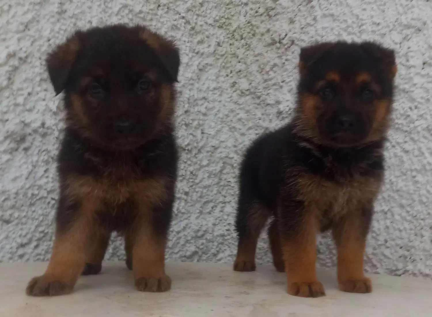 سگ ژرمن شیپرد جرمن کینگ سایز موکوتاه توله (ماده)|سگ|تهران, آبشار|دیوار