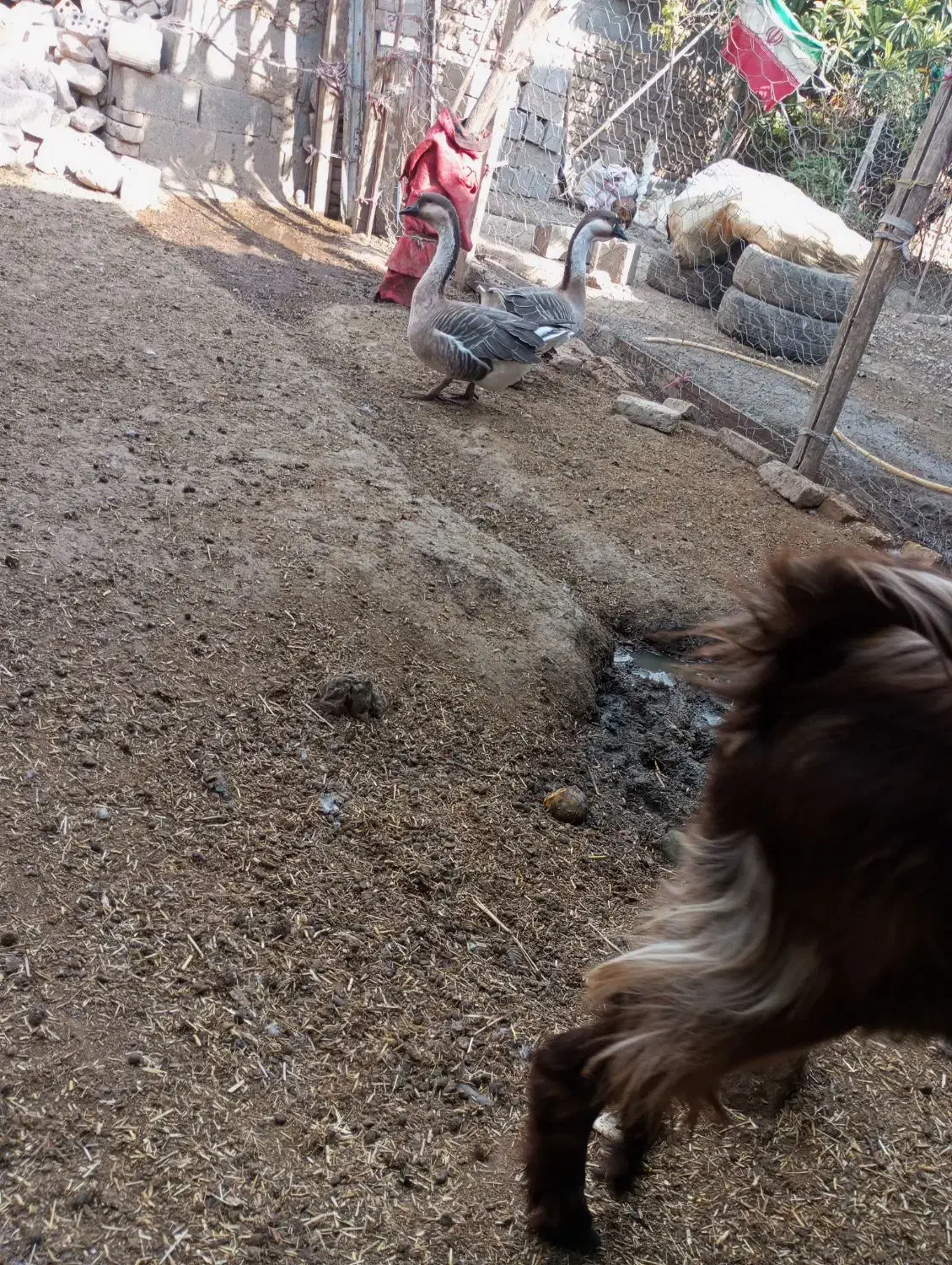 قوغاز نرو ماده|حیوانات مزرعه|مینودشت, |دیوار