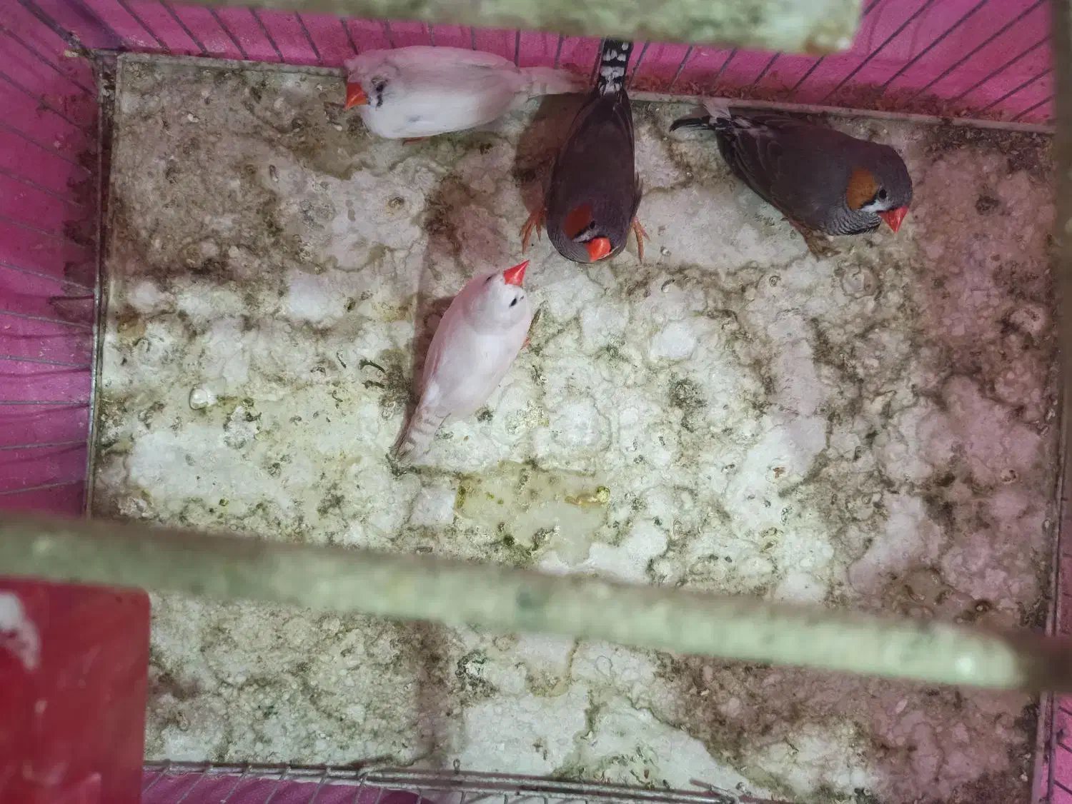 فنچ|پرنده|دیواندره, |دیوار